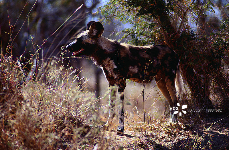 野狗，或非洲猎犬(利卡翁pictus)图片素材