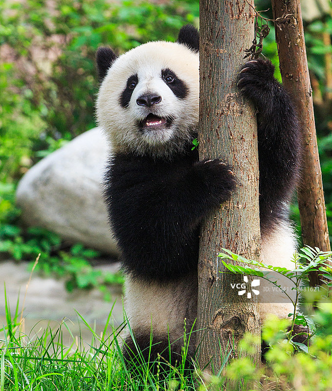 大熊猫幼崽拥抱树图片素材