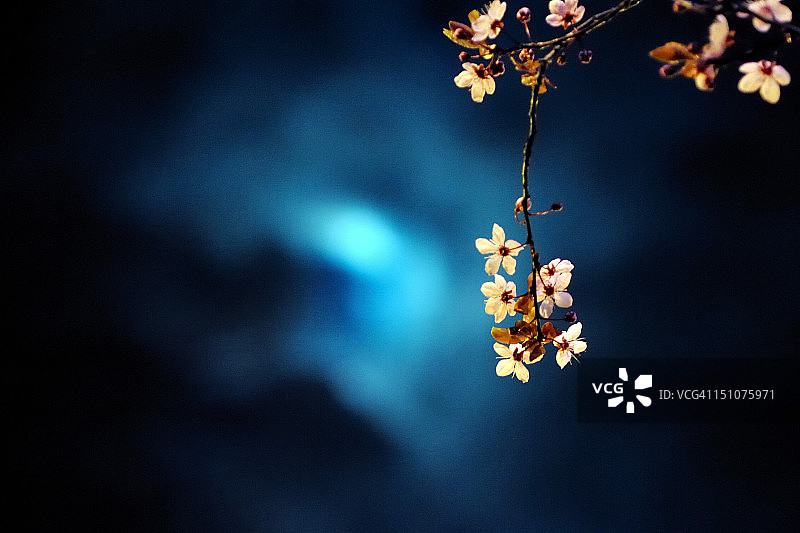 月光照耀下的樱花图片素材