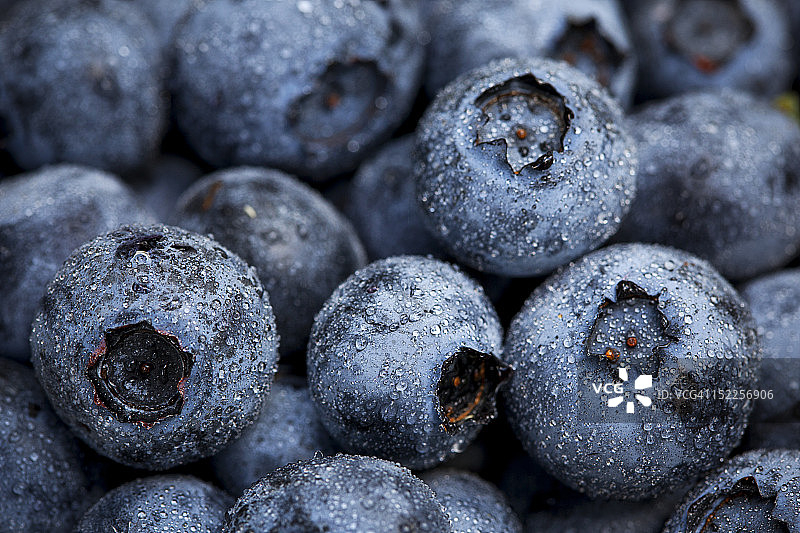 蓝莓水果图片素材