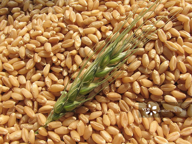 小麦谷物图片素材