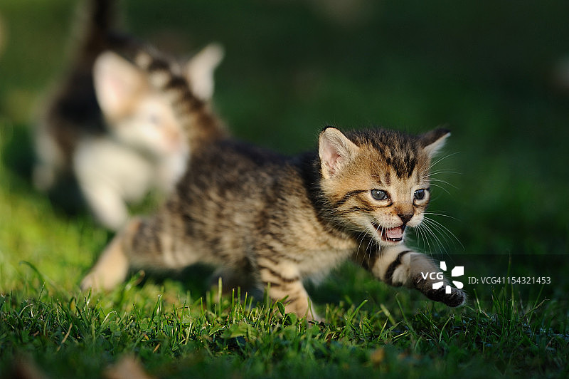 小猫在草地上玩耍图片素材