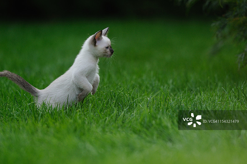 草丛中的暹罗小猫图片素材