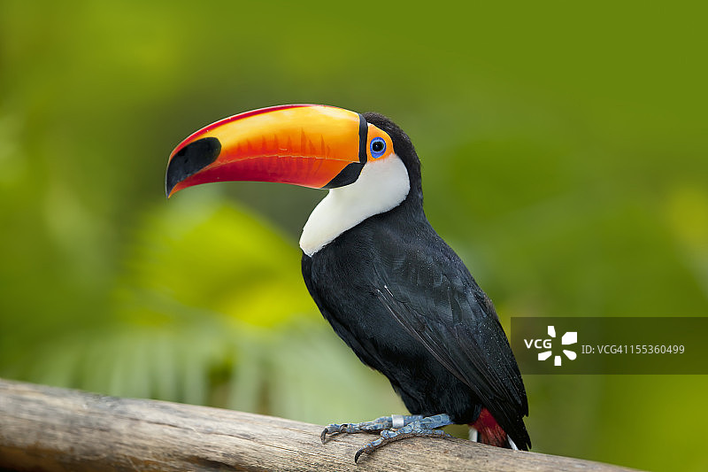 绿色热带雨林与托科巨嘴鸟图片素材