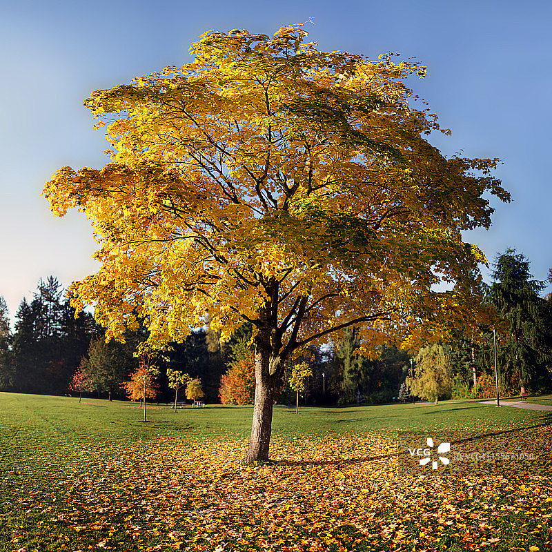 碧黄树在公园里图片素材