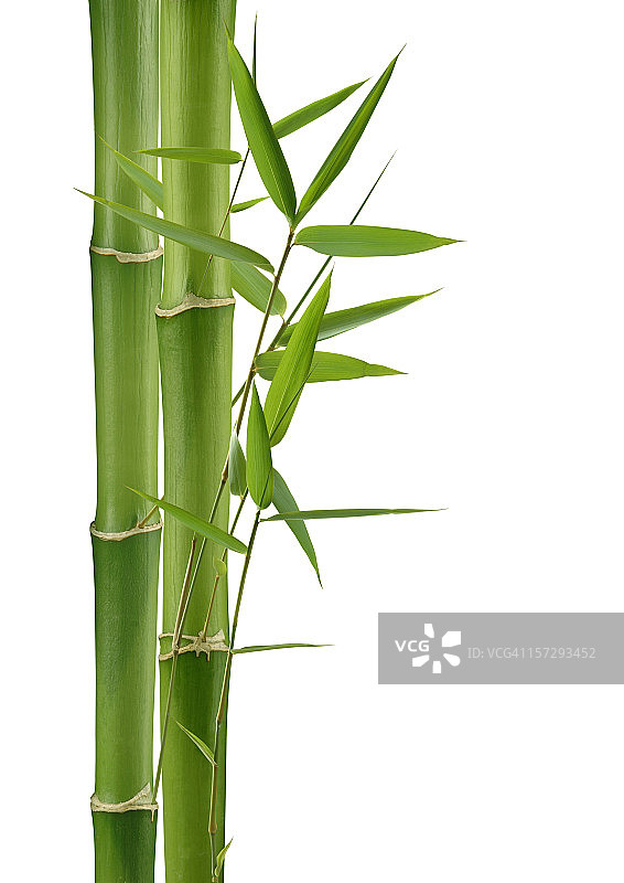 绿色的竹子图片素材