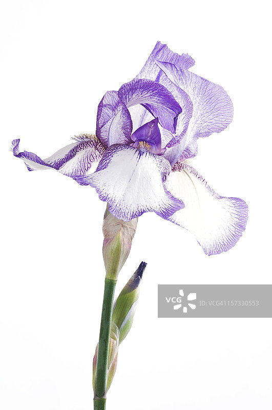 白色背景上的紫色鸢尾花图片素材