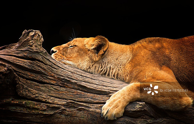 沉睡的狮子图片素材