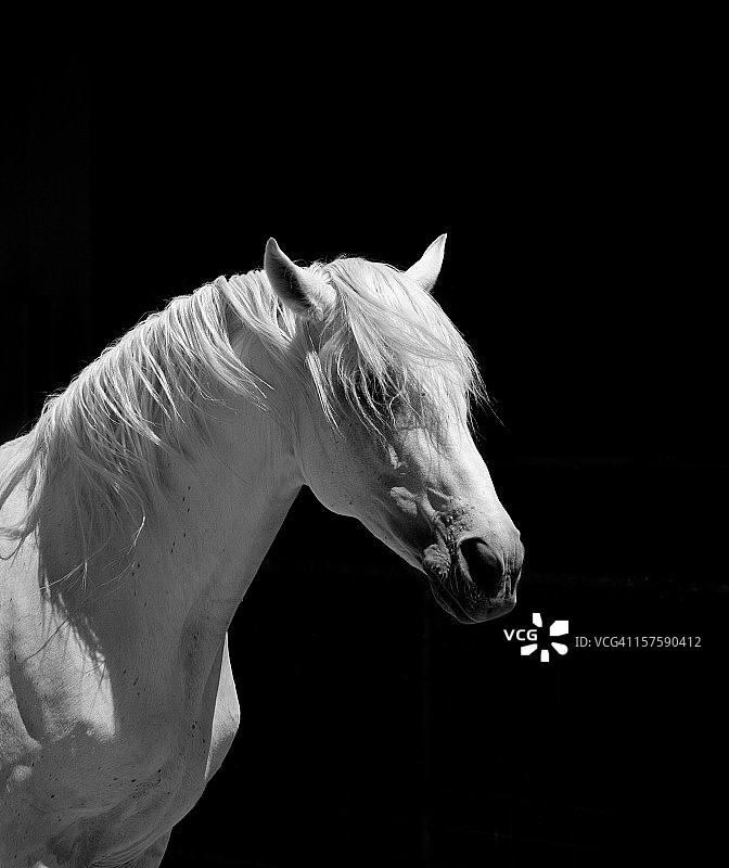 白种马，马，安达卢西亚图片素材