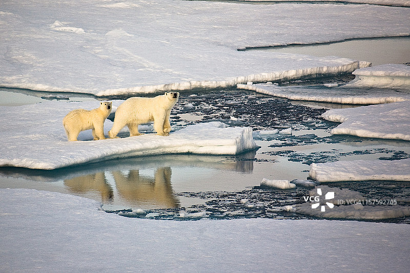 两只北极熊在浮冰上图片素材
