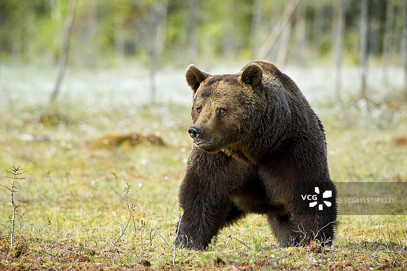 全身拍摄的棕熊，野生动物拍摄图片素材
