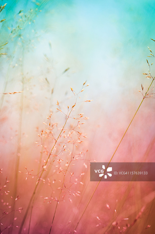 日出或日落时草地上野花的剪影图片素材