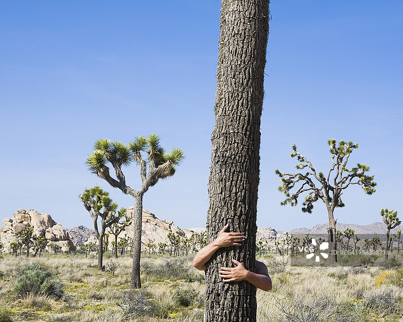 在约书亚树国家公园，一名男子拥抱一棵约书亚树。图片素材