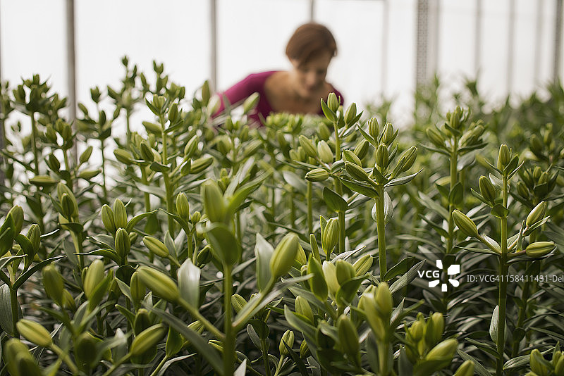 一个女人在一个大温室里工作，里面长满了开花的有机植物。有花蕾的高大百合。图片素材