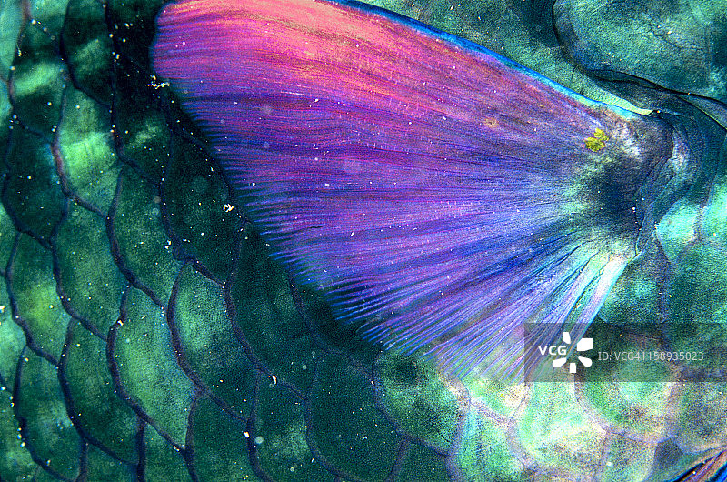 大洋洲，密克罗尼西亚，彩色鱼鳞的特写图片素材