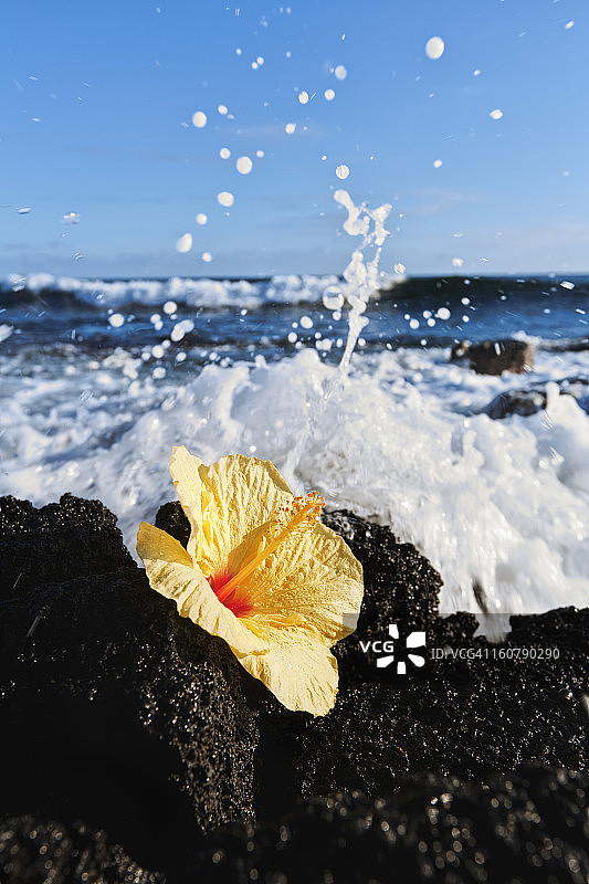 黄色的木槿花躺在被海水溅起的熔岩上图片素材