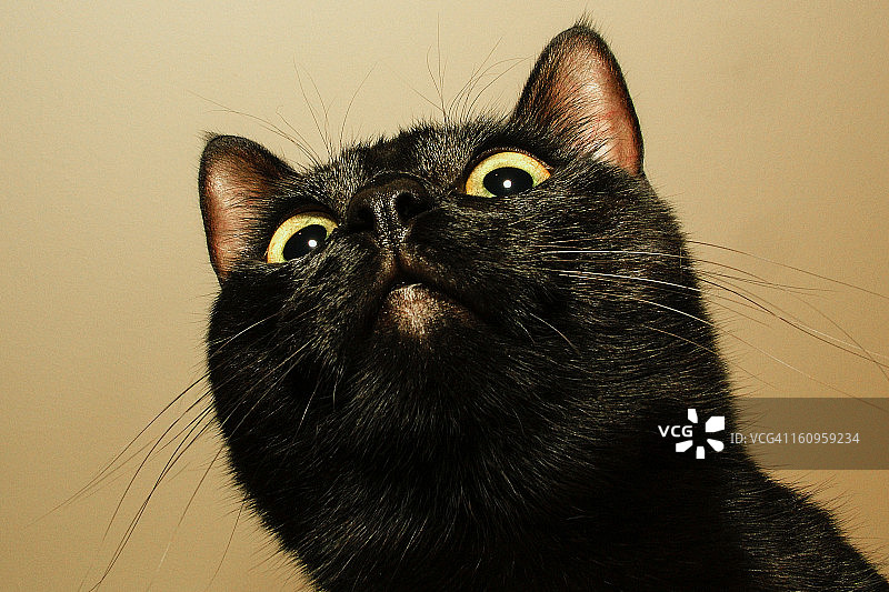 黑猫鼻子图片素材