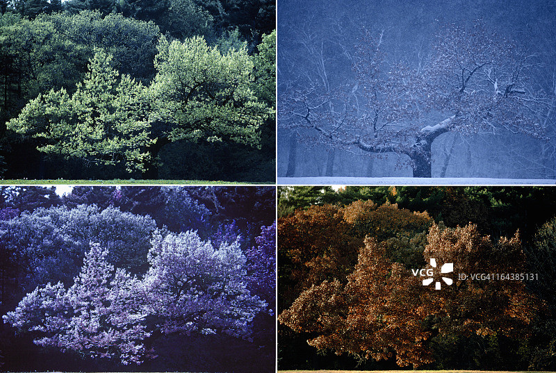 橡树的四季图片素材