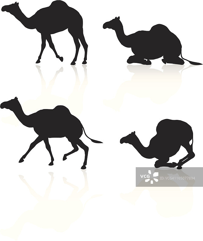 骆驼轮廓集合图片素材