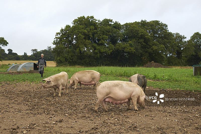 猪在土地里打根图片素材