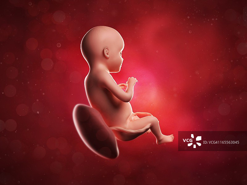 28周胎儿，图片图片素材