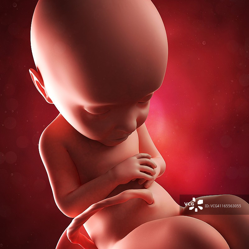 32周胎儿，图片图片素材
