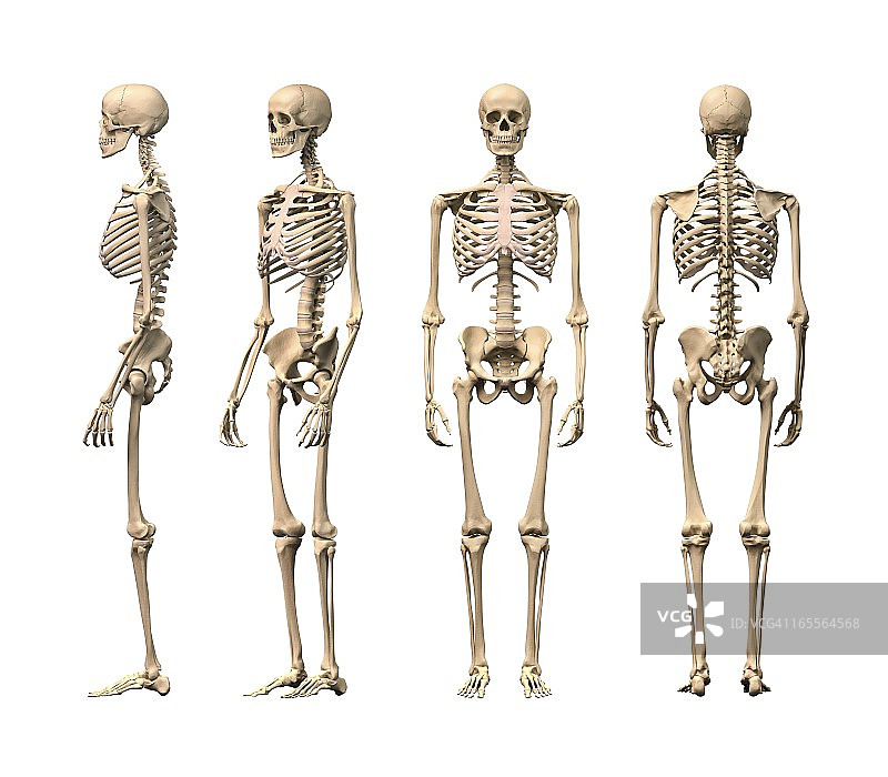 人类的骨骼,艺术品图片素材