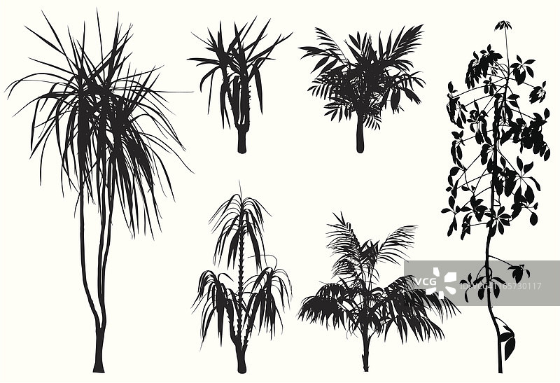 热带树木和花卉图片素材