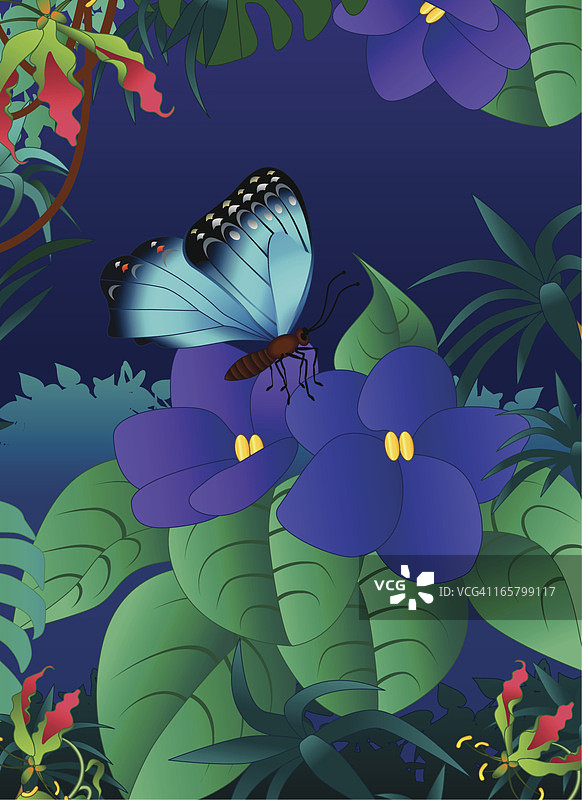 蝴蝶和非洲紫图片素材