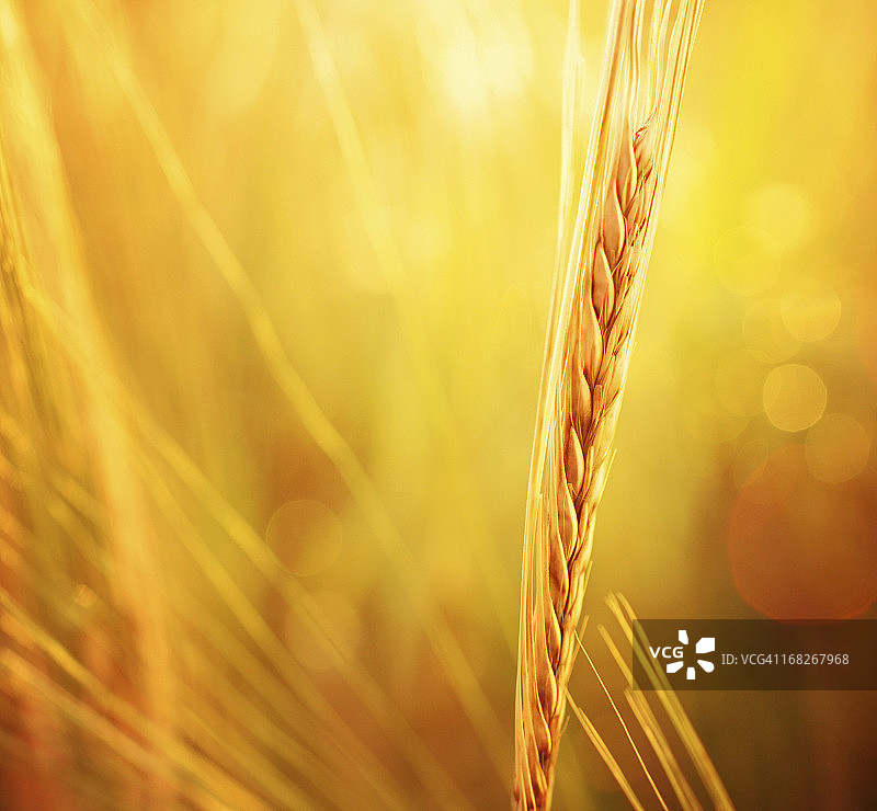 辐射小麦。图片素材