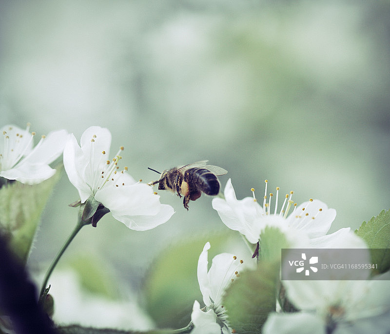 蜜蜂为樱花授粉图片素材
