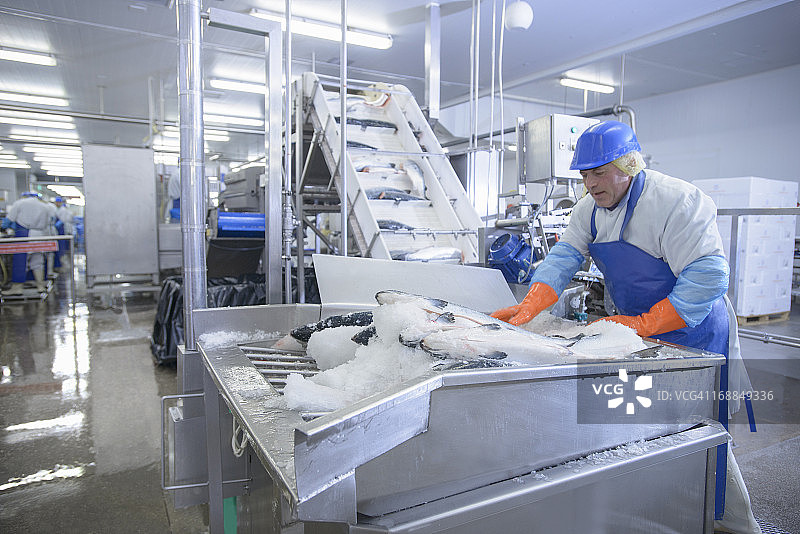 食品厂工人将新鲜鲑鱼装进机器图片素材