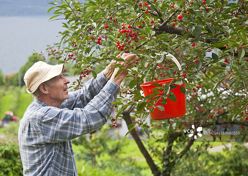 老人在红桶里摘樱桃图片素材