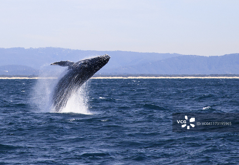 座头鲸在海洋中飞行图片素材