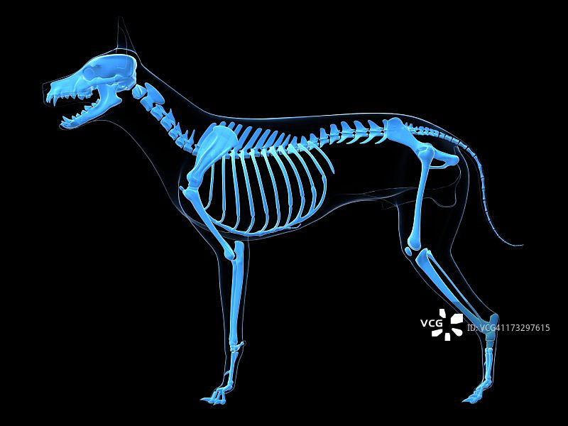 狗的骨架,艺术品图片素材