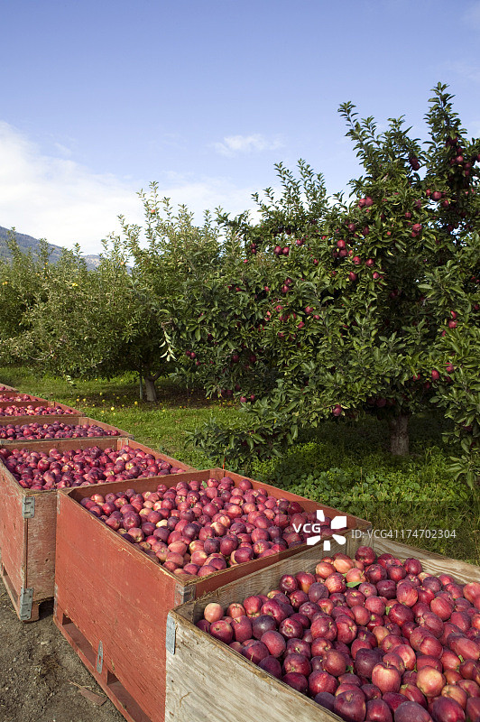 红色美味的苹果树容器箱收获有机图片素材