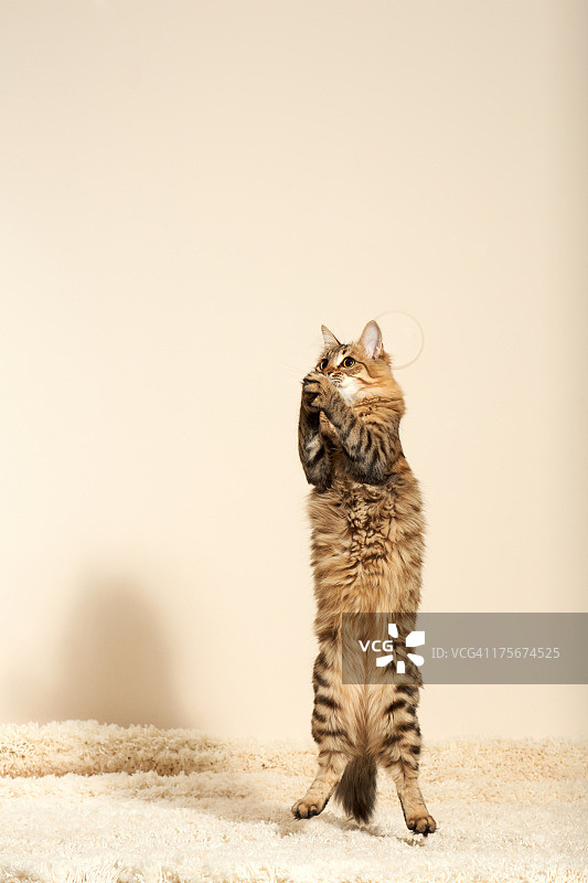 猫跳的姿势像在祈祷图片素材