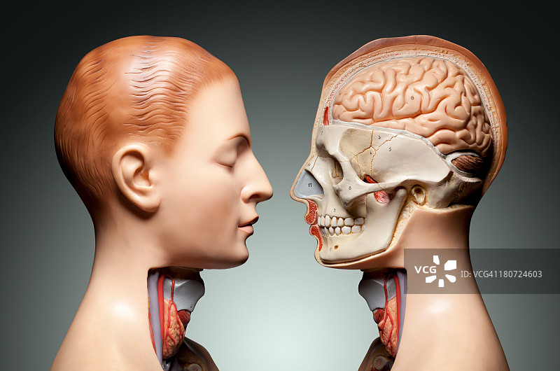 人体解剖学的模型图片素材