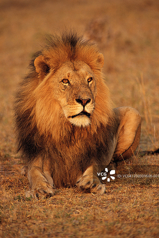 雄狮(Panthera leo)雄性休息图片素材