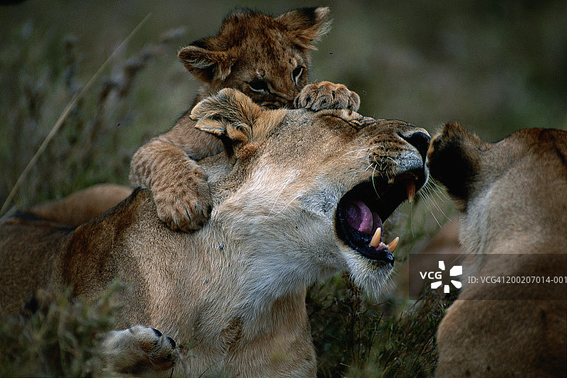 小狮子(Panthera leo)在母狮子身上，肯尼亚，马赛马拉图片素材