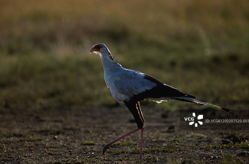 秘书鸟(人马座蛇形蛇)站立，近，马赛马拉，n.r.，肯尼亚图片素材