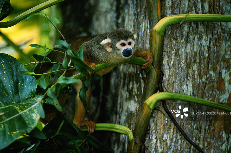 松鼠猴(Saimiri oerstedi)树上，近距离，南美图片素材