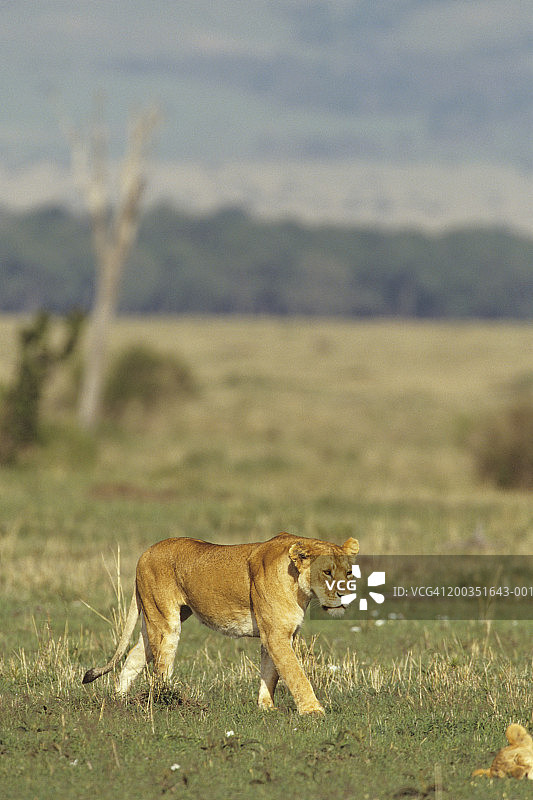非洲的非洲狮图片素材