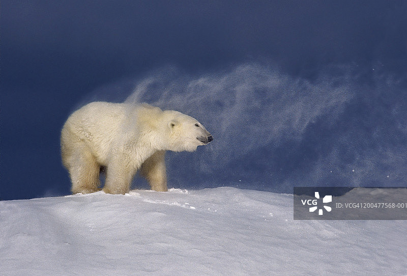 北极熊(熊)抖雪，侧面图图片素材