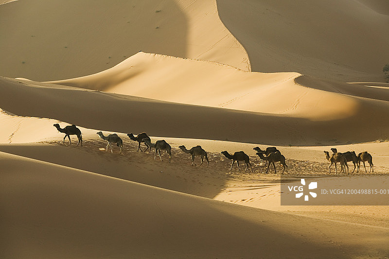 摩洛哥，塔菲拉特，切比沙丘上的骆驼图片素材