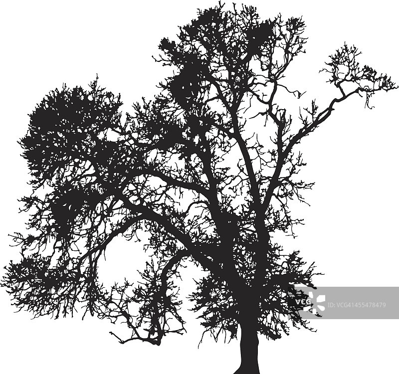 冬季树的轮廓，向量图片素材