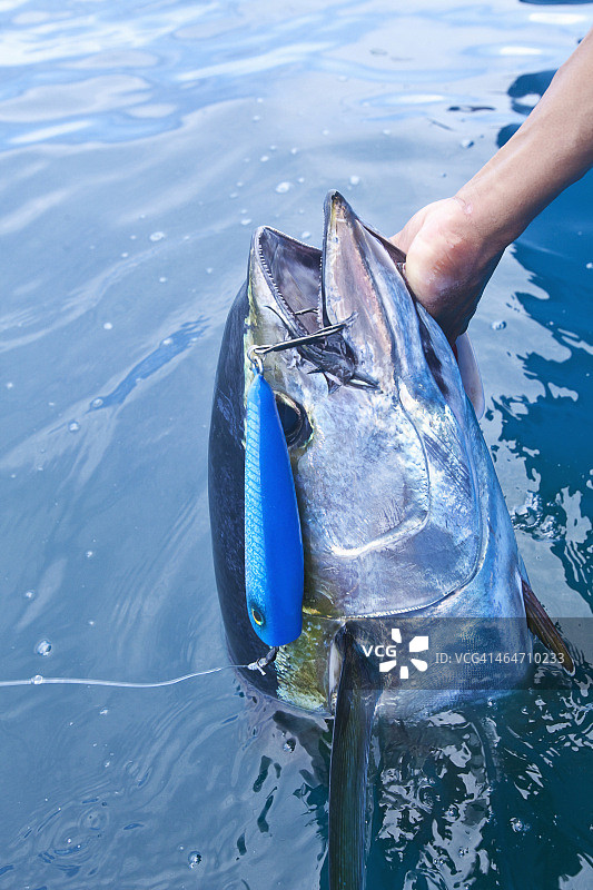 新鲜捕获的黄鳍金枪鱼在水中，它的嘴里有一个诱饵图片素材