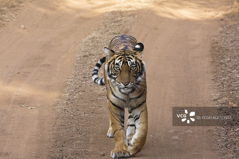 年轻的孟加拉母老虎ranthambore 1区图片素材