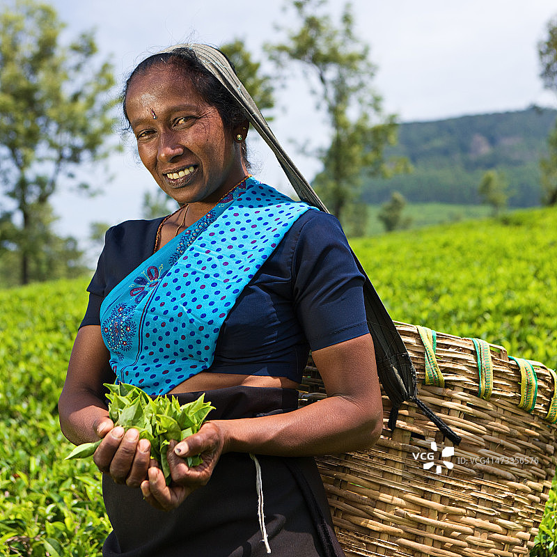 在种植园里采集茶叶的泰米尔采摘者图片素材