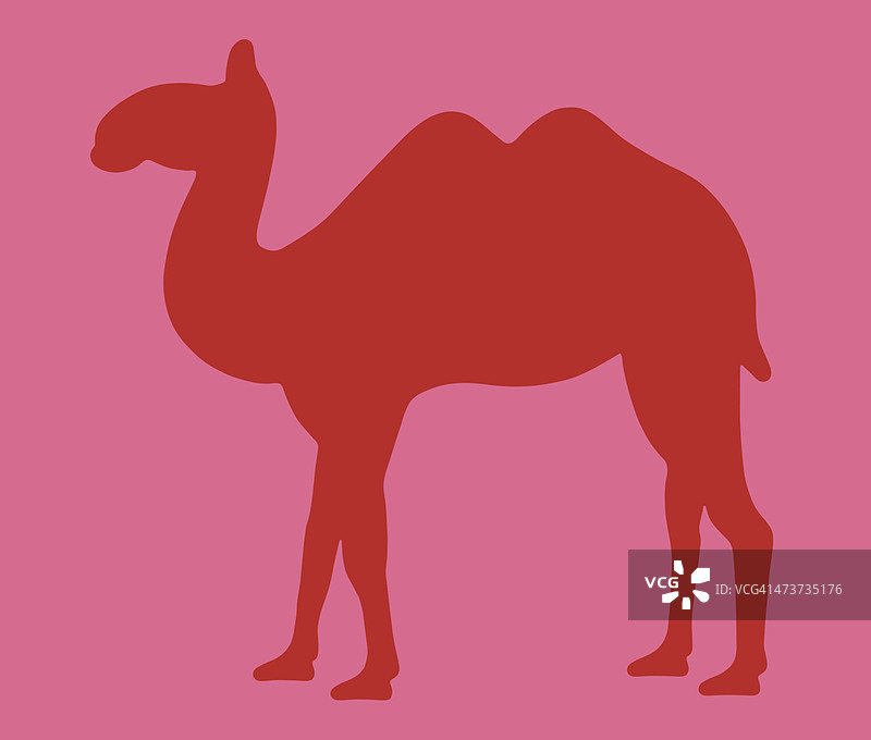 轮廓的骆驼图片素材